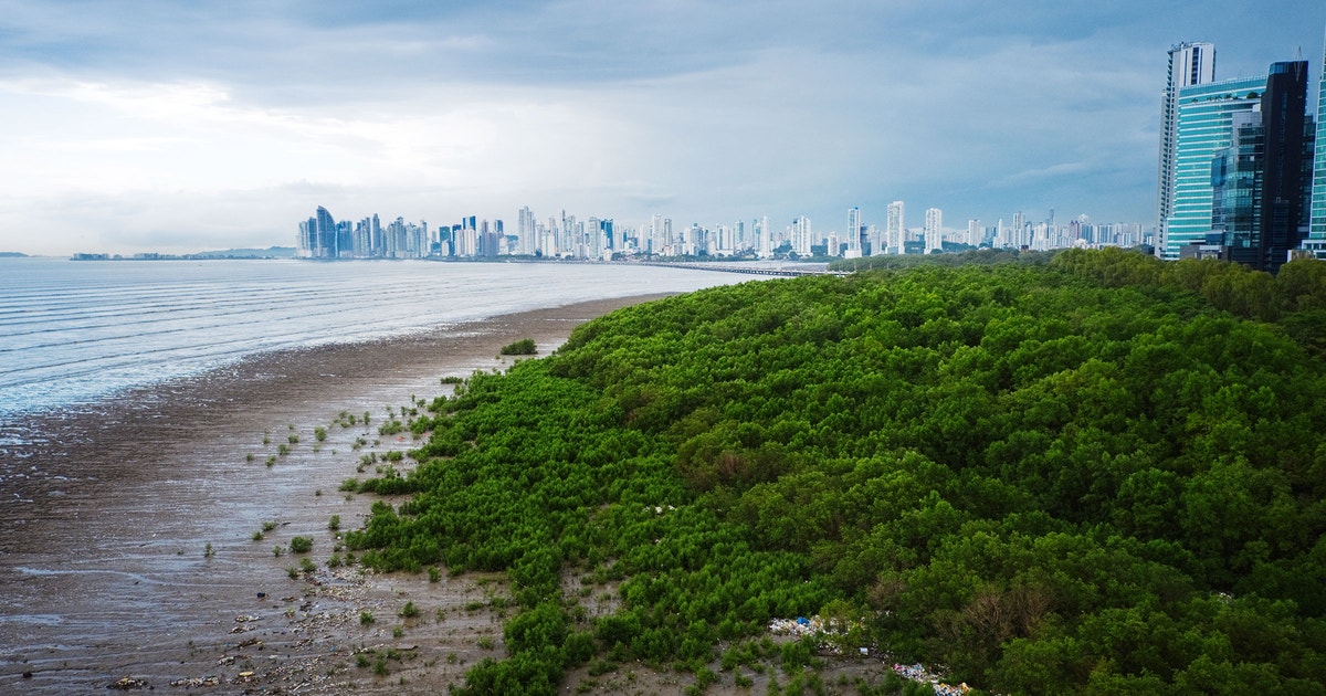 Panamá | Audubon