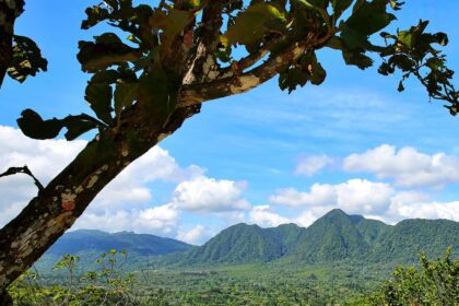 Protegiendo La Rica Biodiversidad De Panamá | Mckinsey