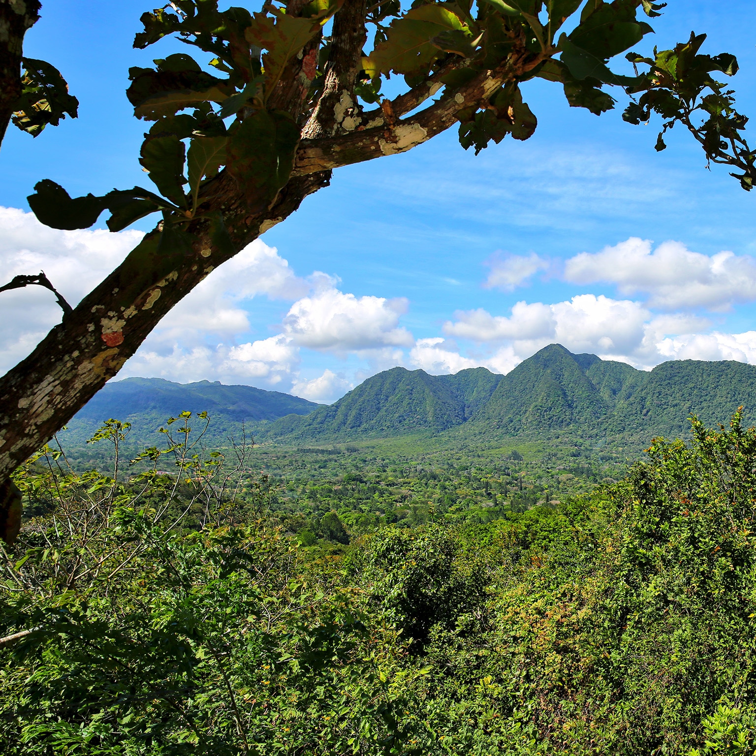 Protegiendo La Rica Biodiversidad De Panamá | Mckinsey