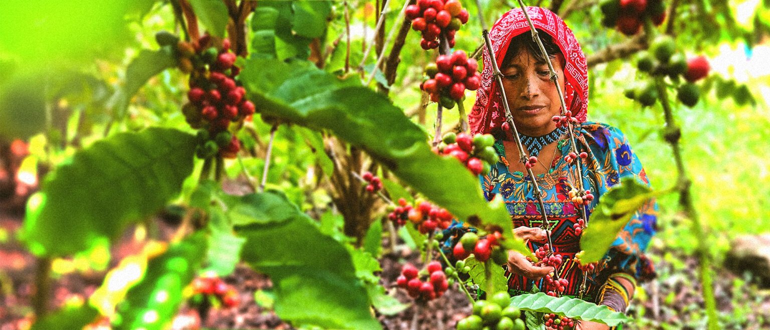 Las Manos Detrás De Una Taza De Café En Panamá
