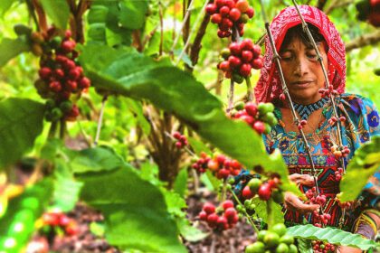 Las Manos Detrás De Una Taza De Café En Panamá