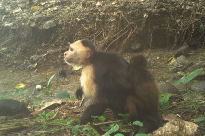 Los monos de panamá roban bebés de especies rivales, científicos